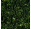 MEADOW GRASS
