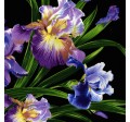 PRIMAVERA IRIS