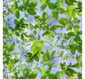 LEAF SPLENDOR