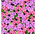 AZALEA