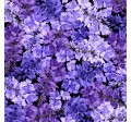 WISTERIA PETALS