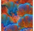 MAGNIFICENT CORAL