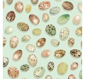 BIRD EGGS