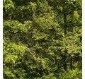 TREELINES