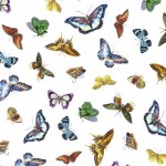 BRIGHT BUTTERFLIES