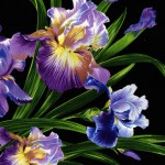 PRIMAVERA IRIS