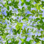 LEAF SPLENDOR