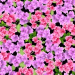 AZALEA