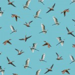 BIRDS ABOVE OUR LAKE