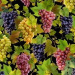 GRAPE VINES