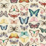 ANTIQUE BUTTERFLIES