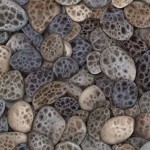 SHORELINE DOTS