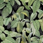 LEAF STALKS