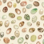 BIRD EGGS