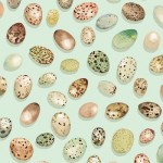 BIRD EGGS