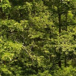 TREELINES