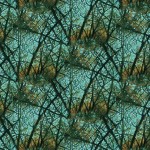 FEATHERED REFLECTION