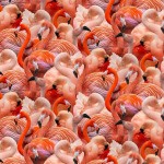 PLUMAGE PARADE