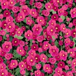 HOLLYHOCKS ON MINKY  - 24 yard minimum - Contact your account manager to purchase