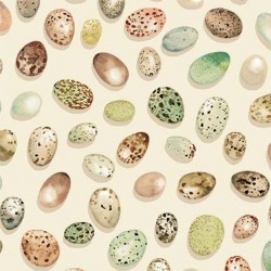 BIRD EGGS