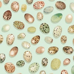 BIRD EGGS