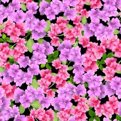 AZALEA