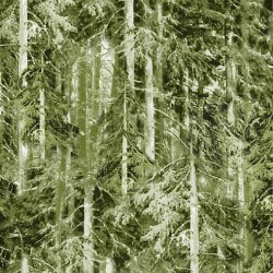SUMMER FOREST