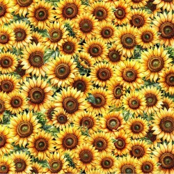FIELDS OF SUNSHINE