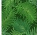 FERN TEXTURE