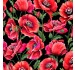 FLAMING FLOWERS