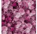 DUTCH MASTER FLORAL