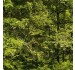 TREELINES