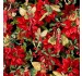 WINTER FAIRY POINSETTIA - NOT FOR PURCHASE BY MANUFACTURERS