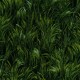 MEADOW GRASS