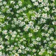 MEADOW DAISY