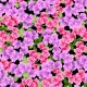 AZALEA