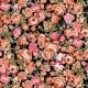 WILD ROSE FIELD