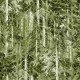 SUMMER FOREST