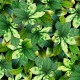 GARDEN LEAVES