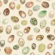 BIRD EGGS