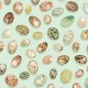 BIRD EGGS