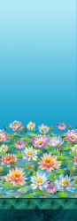 WATER LILY SINGLE BORDER